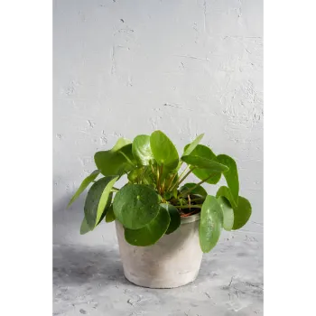 Guava Plant